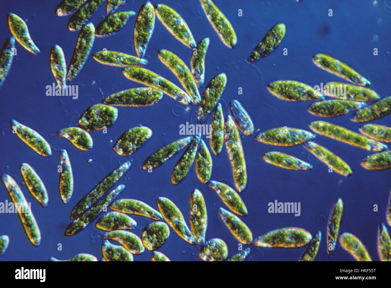 Euglena gracilis, LM Foto de stock