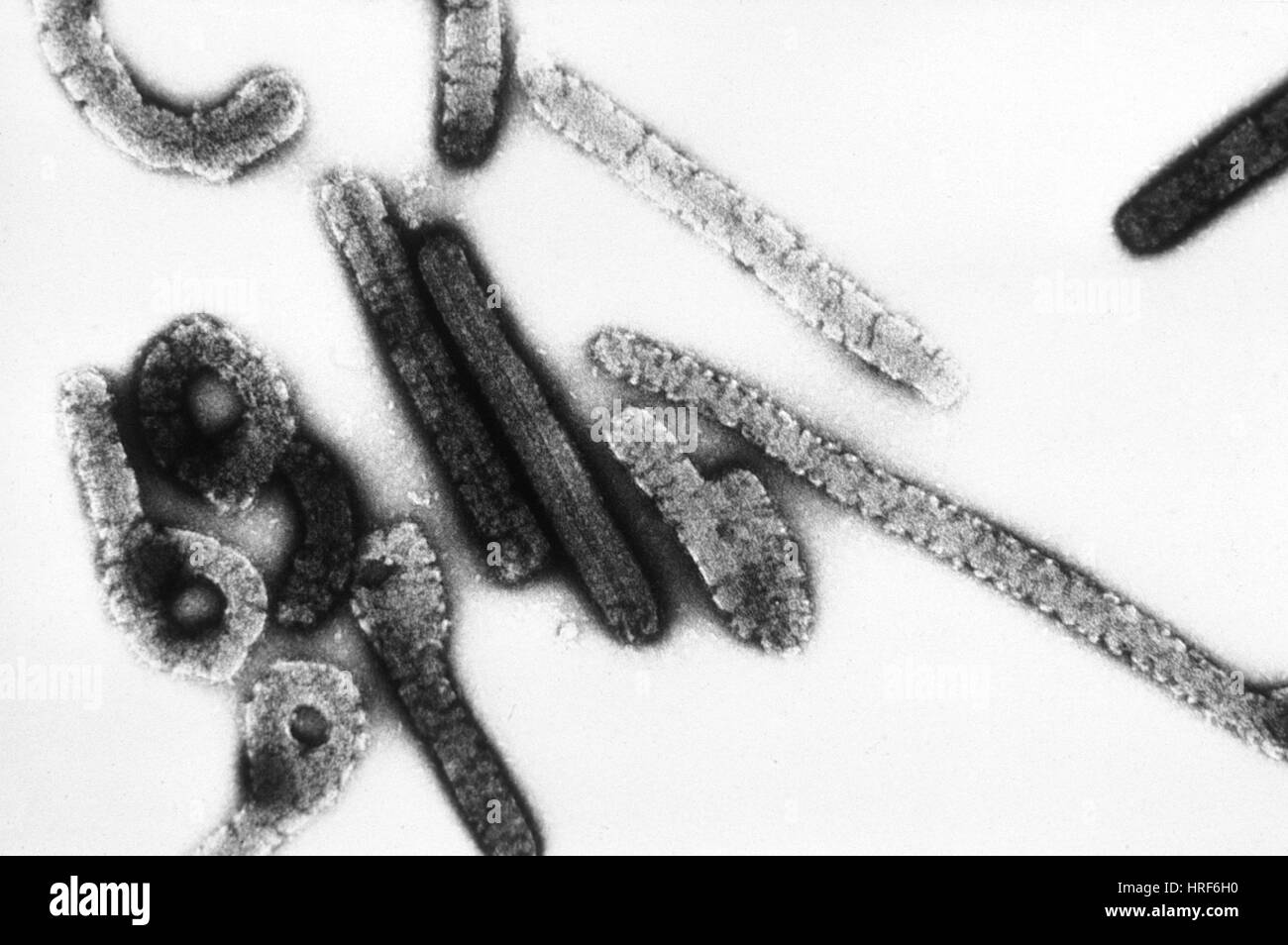 El Virus De Marburgo Tem Fotografia De Stock Alamy