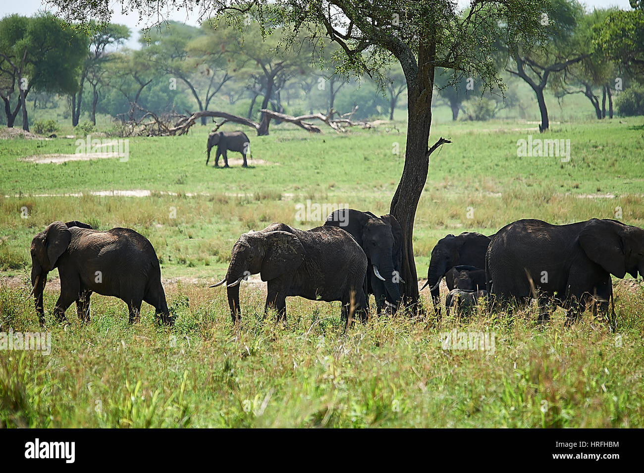 Los elefantes vagaban por el Valle del Río Tarangire (Tanzania) en busca de alimentos y agua Foto de stock