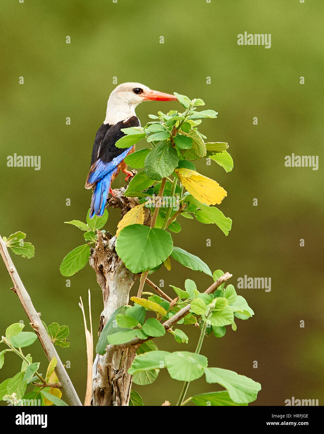 Kingfisher de cabeza gris al acecho de presas Foto de stock