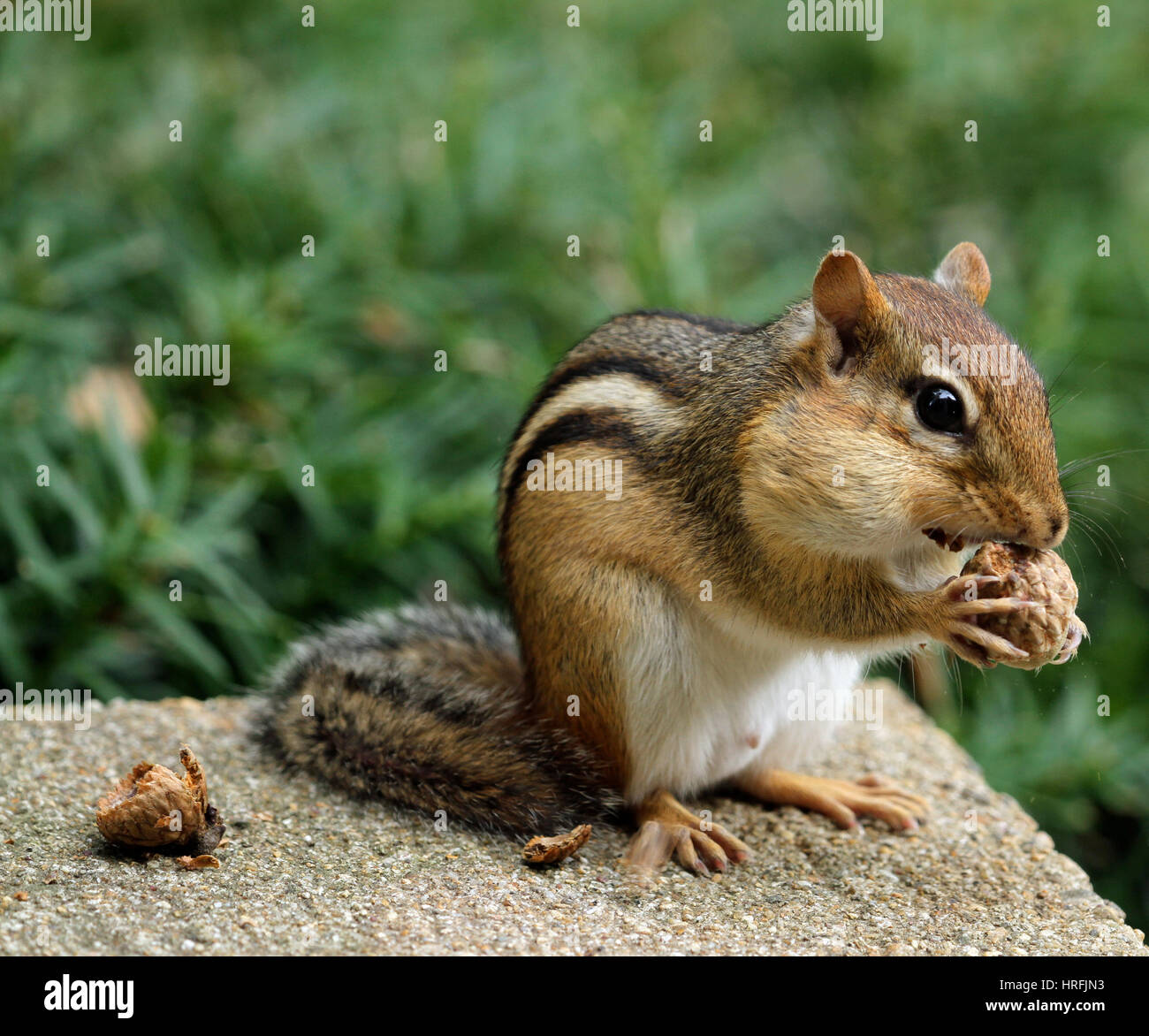 Close-up de una oriental chipmunk (tamias striatus) con las abultadas mejillas comiendo una bellota Foto de stock