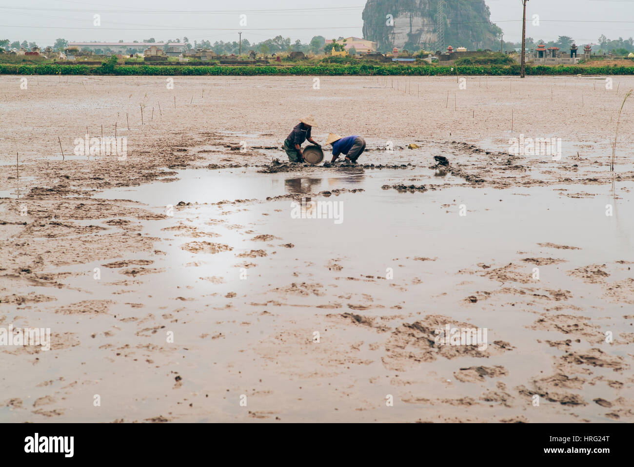 Las mujeres vietnamitas recogiendo caracoles marinos en el barro Foto de stock