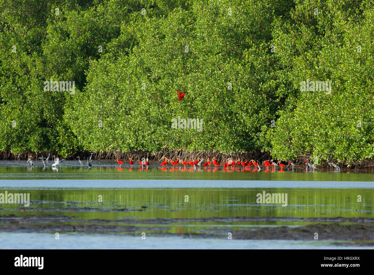 Ibis Escarlata (Eudocimus ruber). Foto de stock