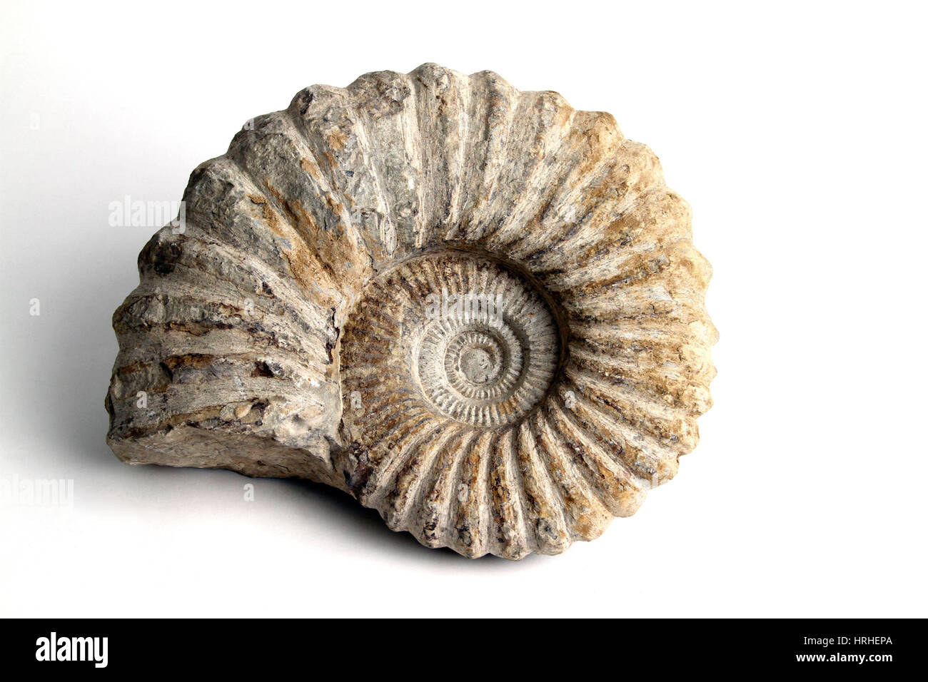 Combustibles fósiles de ammonites Foto de stock
