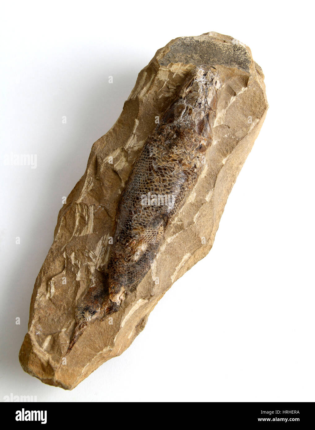 Peces fosilizados Foto de stock