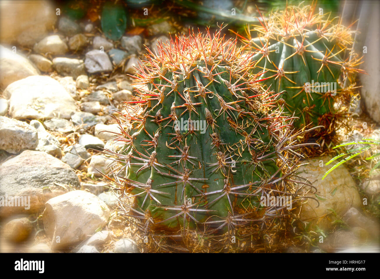 Cactus del desierto, palisandro Flores, flores de color rosa Foto de stock