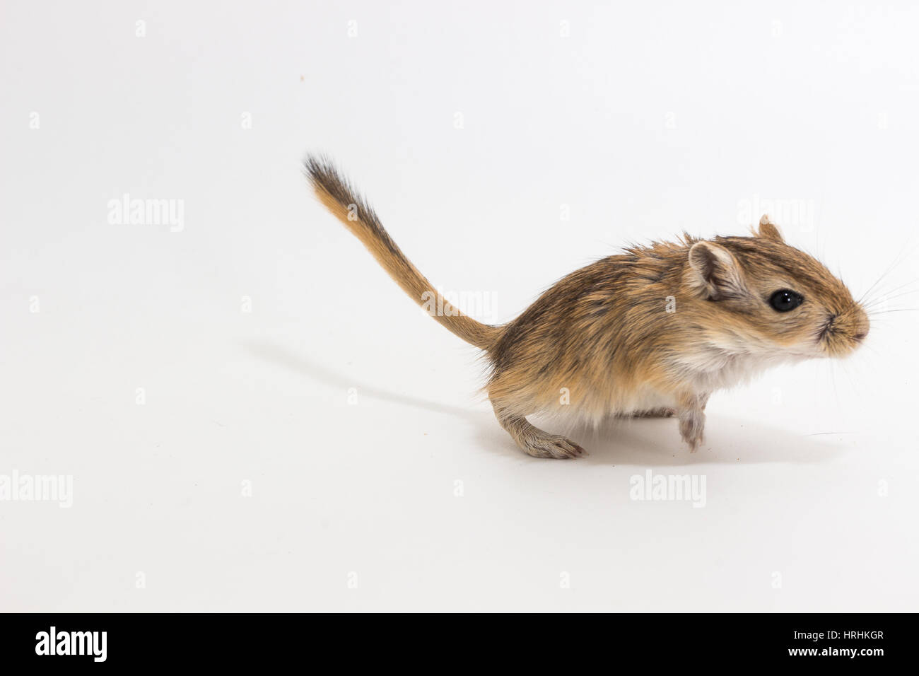 Rata Del Desierto Fotos E Imagenes De Stock Alamy