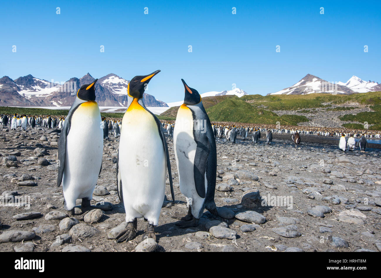 Pingüinos rey (Aptenodytes patagonicus), Salisbury Plain, Georgia del Sur, en la Antártida, las regiones polares Foto de stock