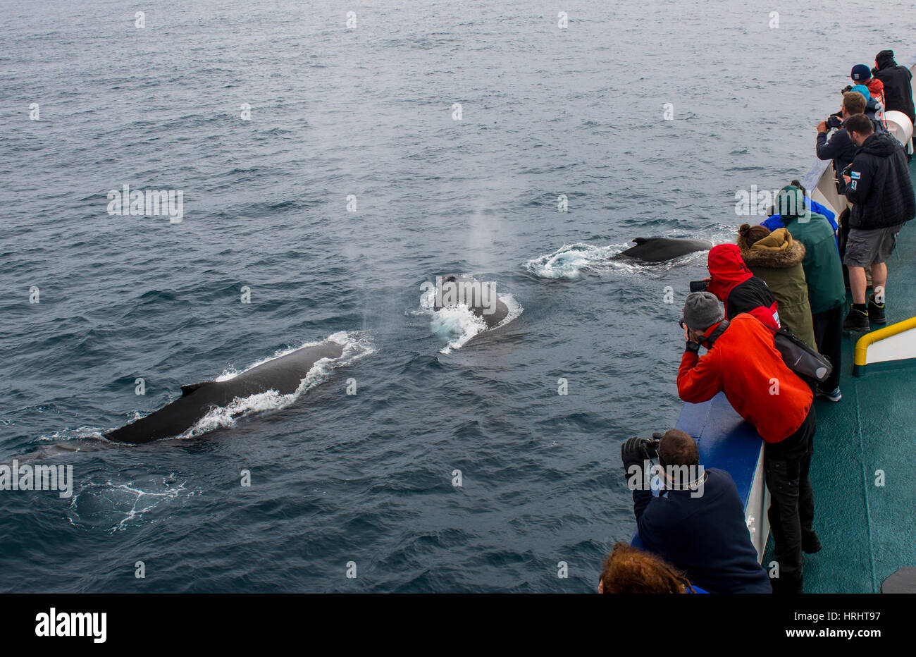 Los turistas observando las ballenas jorobadas (Megaptera novaeangliae), Islas Sandwich del Sur, la Antártida Foto de stock