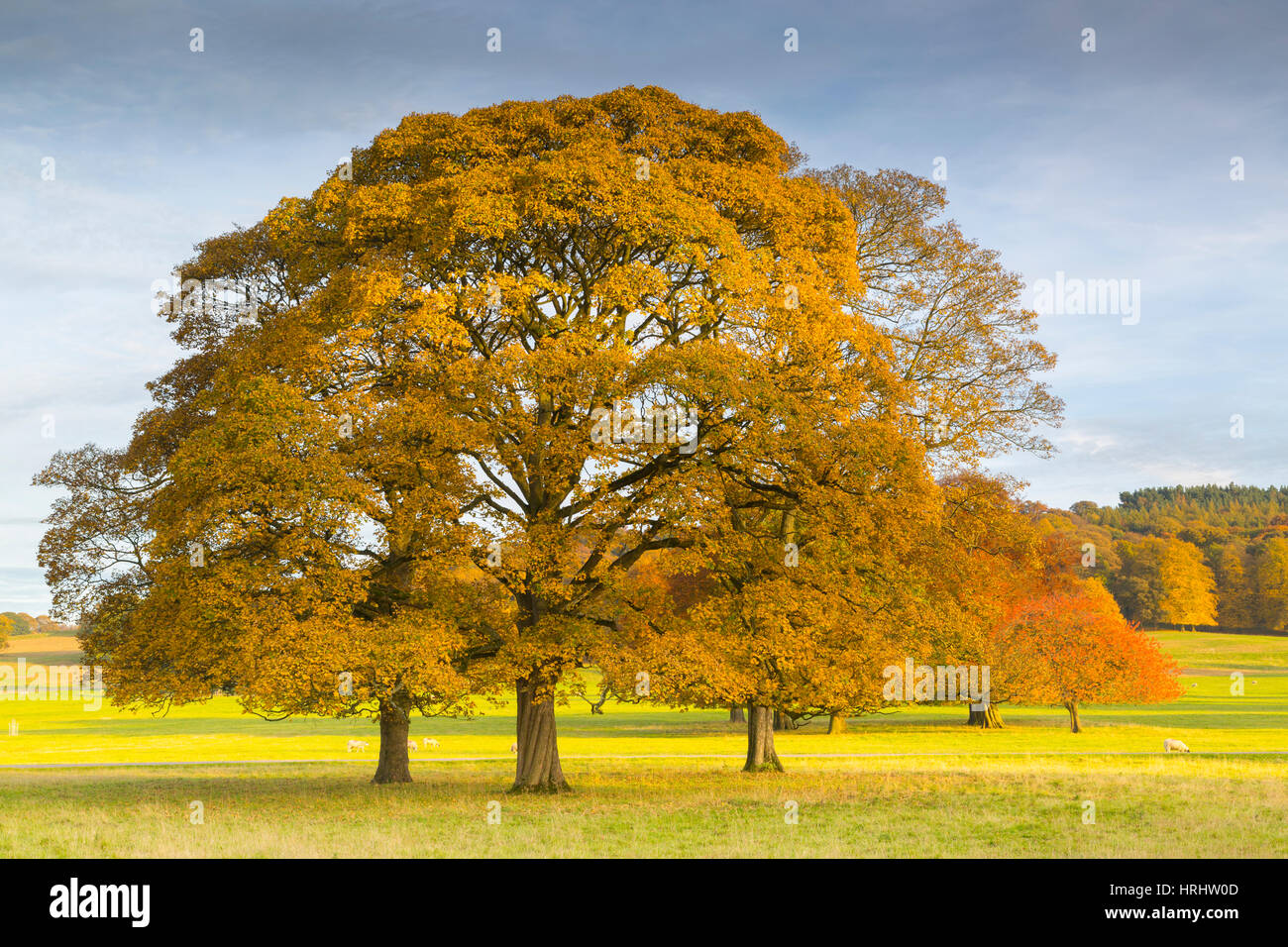 Árboles otoñales en Chatsworth Park, Peak District National Park, Derbyshire, Inglaterra, Reino Unido Foto de stock