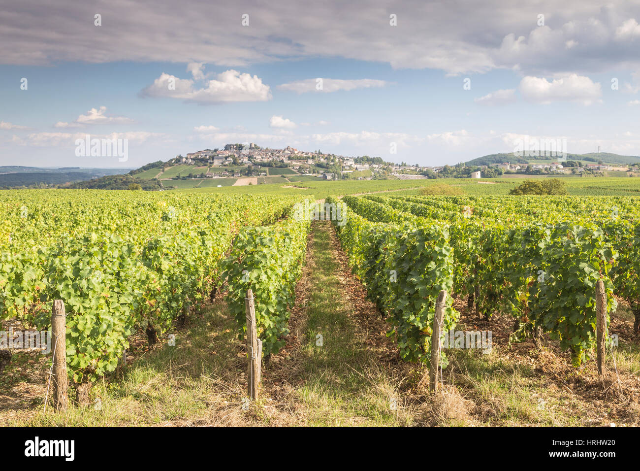 Los viñedos de Sancerre, Francia. Conocida por sus excelentes vinos de uvas de las variedades como Pinot Noir y Sauvignon blanc, la vid Foto de stock