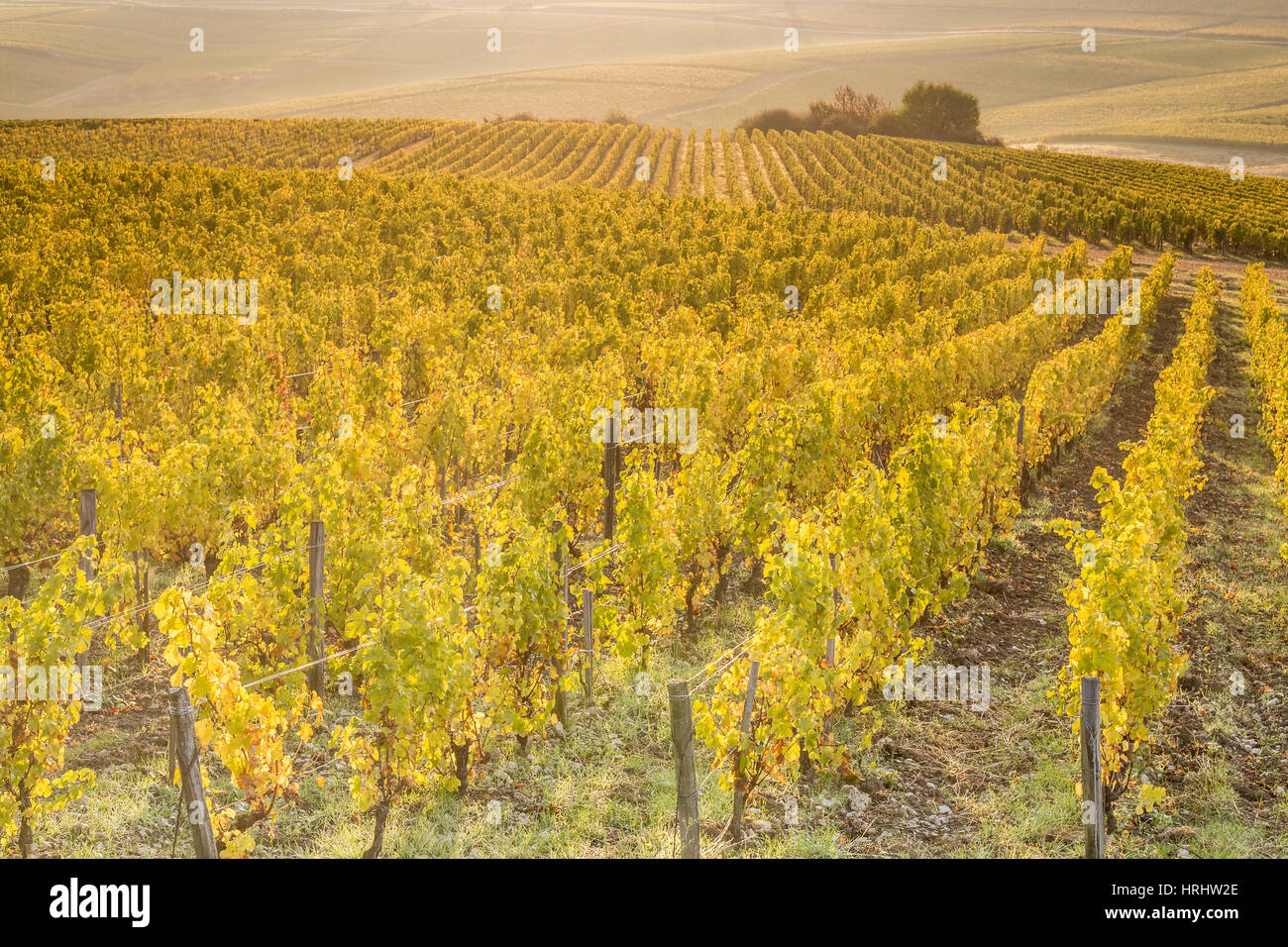 Amanecer en los viñedos de Sancerre, Cher, Centro, Francia Foto de stock