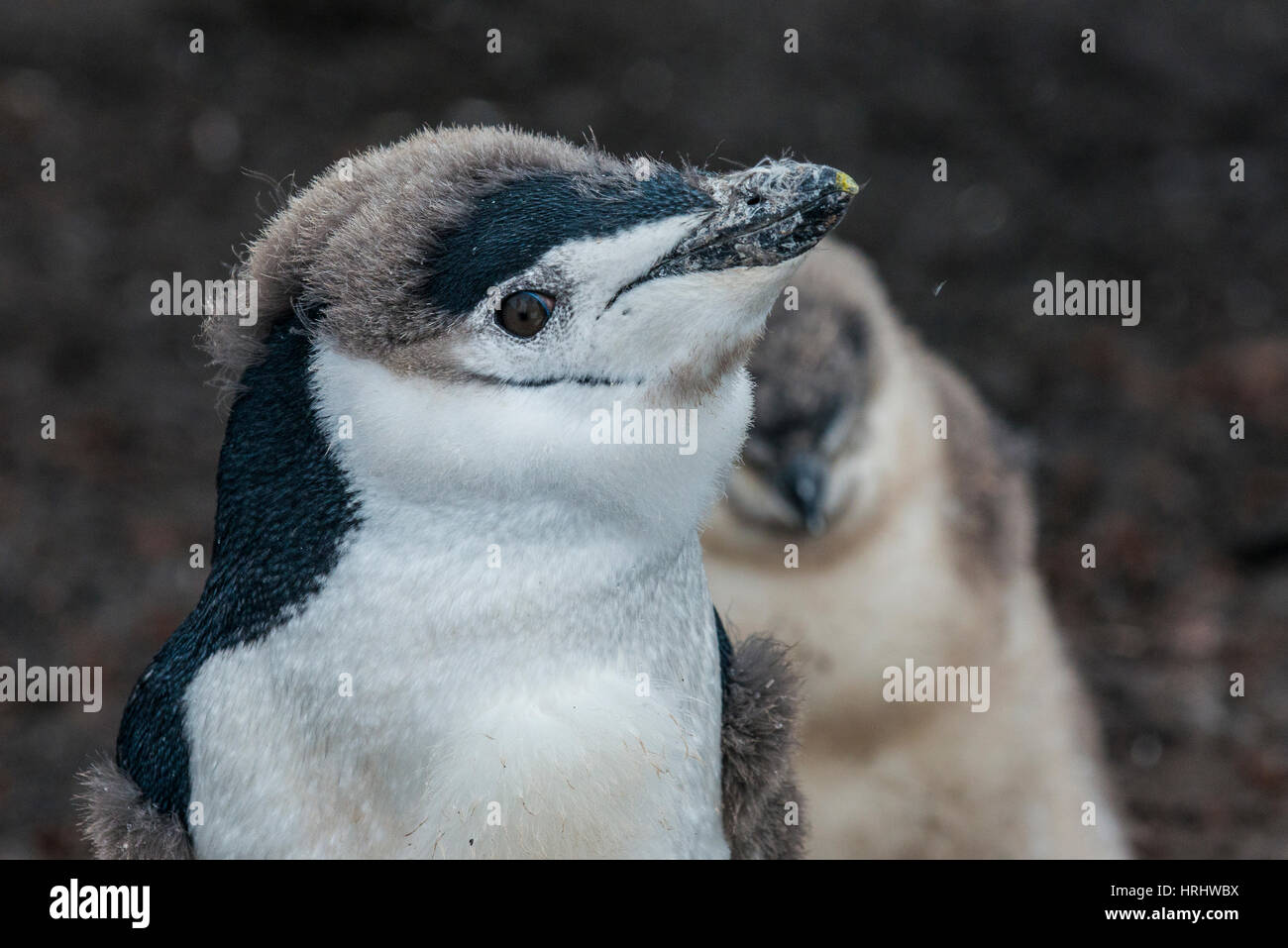 Pingüinos de barbijo chica en una playa negra de origen volcánico, la Isla Saunders, Islas Sandwich del Sur, la Antártida Foto de stock