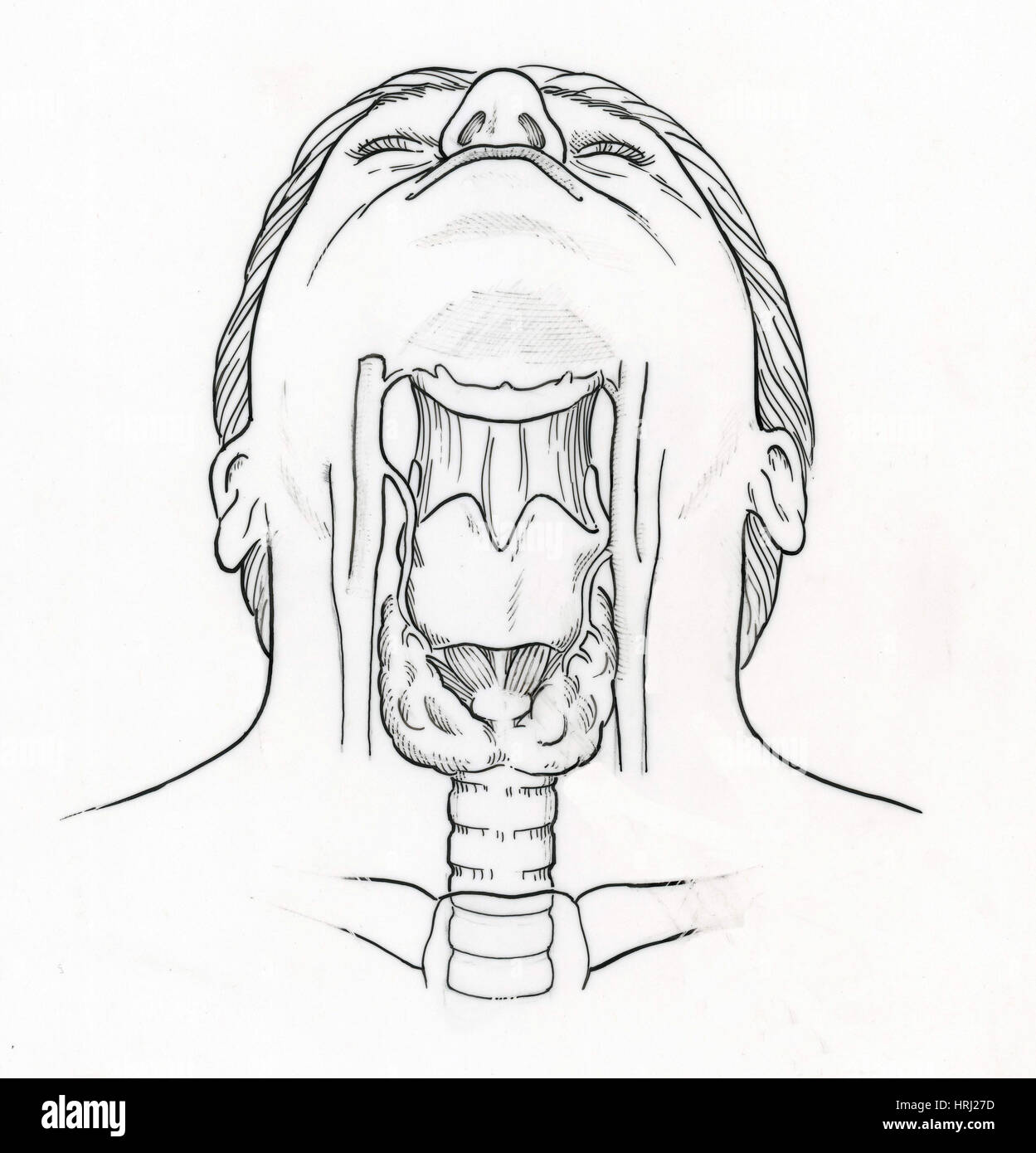 Ilustración de la anatomía de la garganta Fotografía de stock Alamy