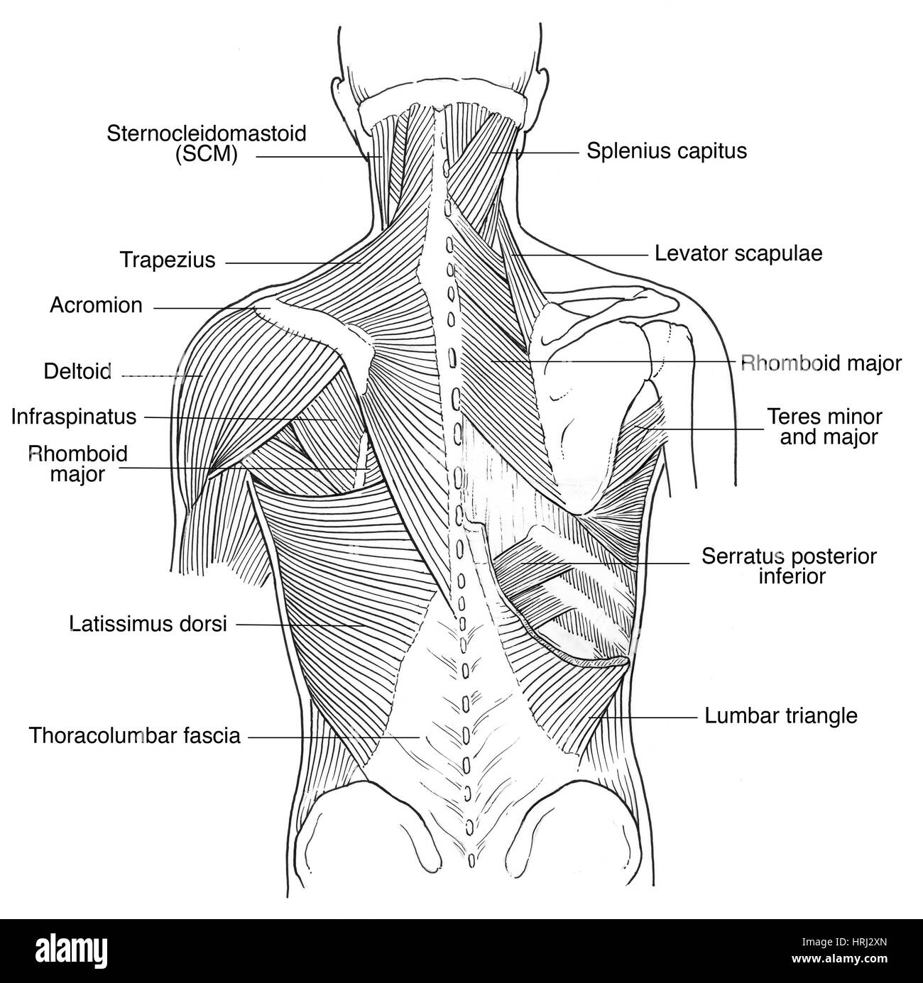 Ilustración de los músculos de la espalda Fotografía de stock Alamy