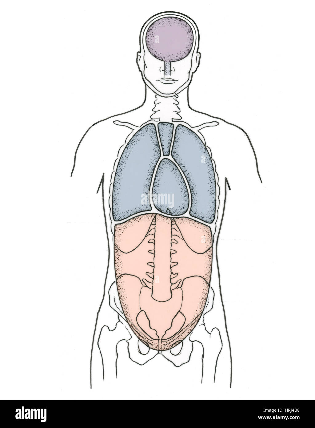 cavidades y órganos del cuerpo