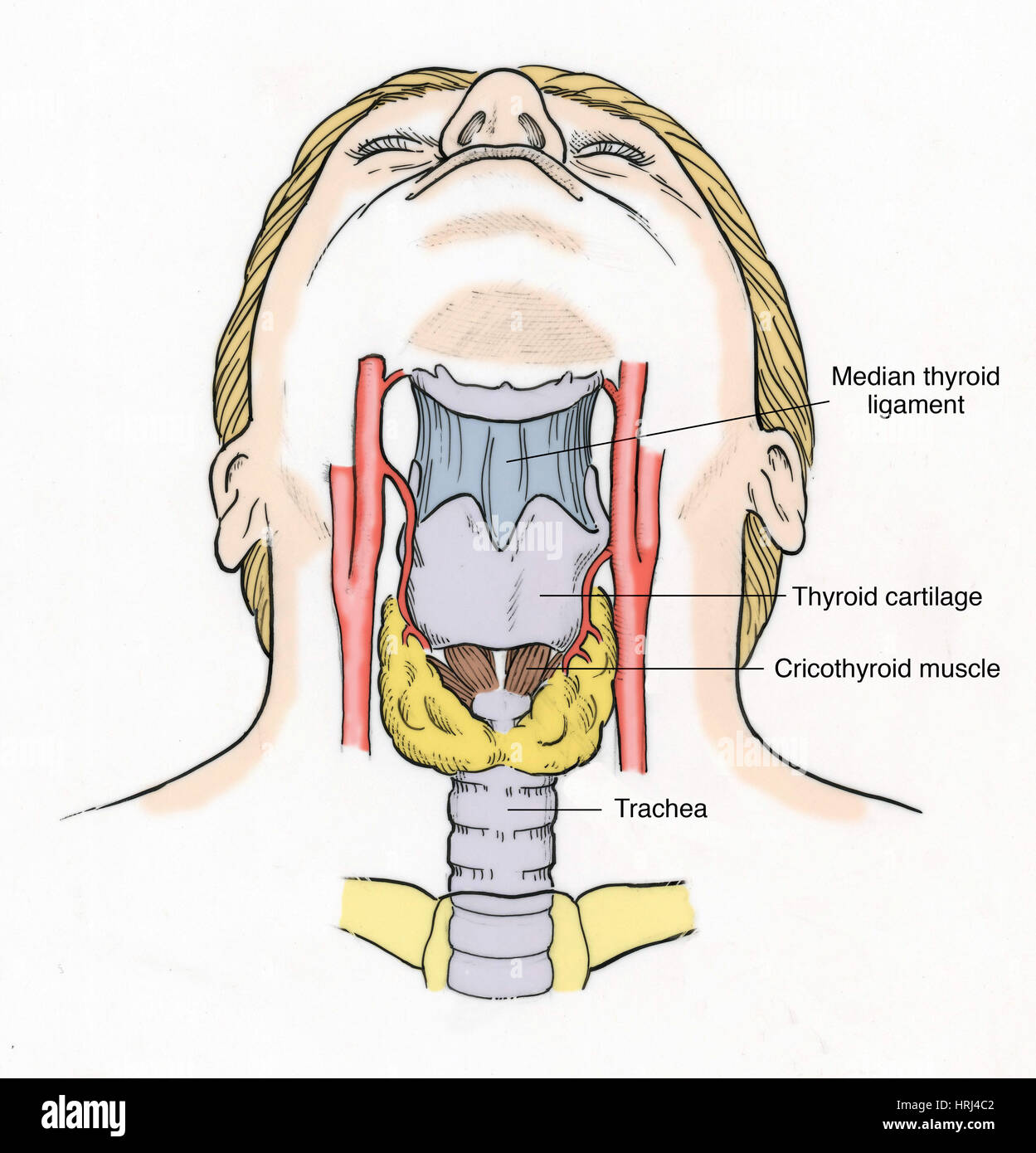 Ilustración de la anatomía de la garganta Fotografía de stock Alamy