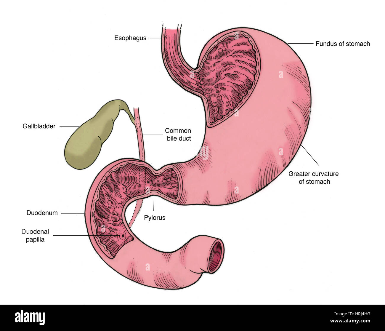 Ilustración de estómago y duodeno Fotografía de stock Alamy