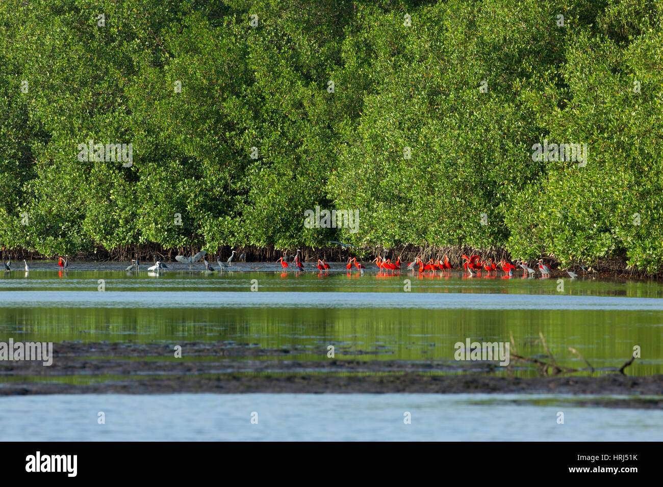 Ibis Escarlata (Eudocimus ruber). Foto de stock