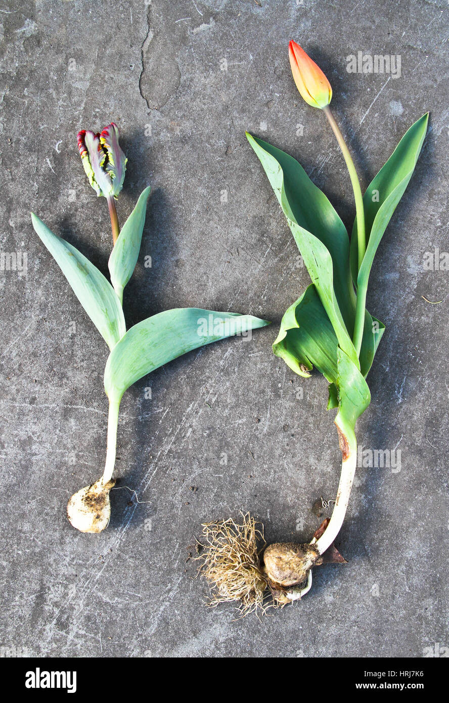 Tulipanes Foto de stock