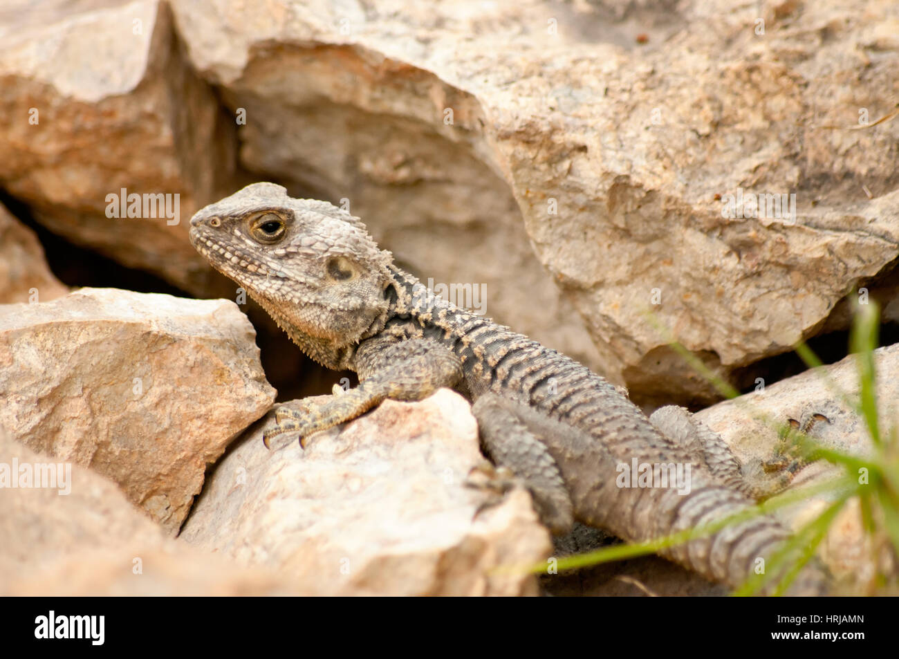 Close-up llizard lagartija es el calentamiento de la roca Foto de stock