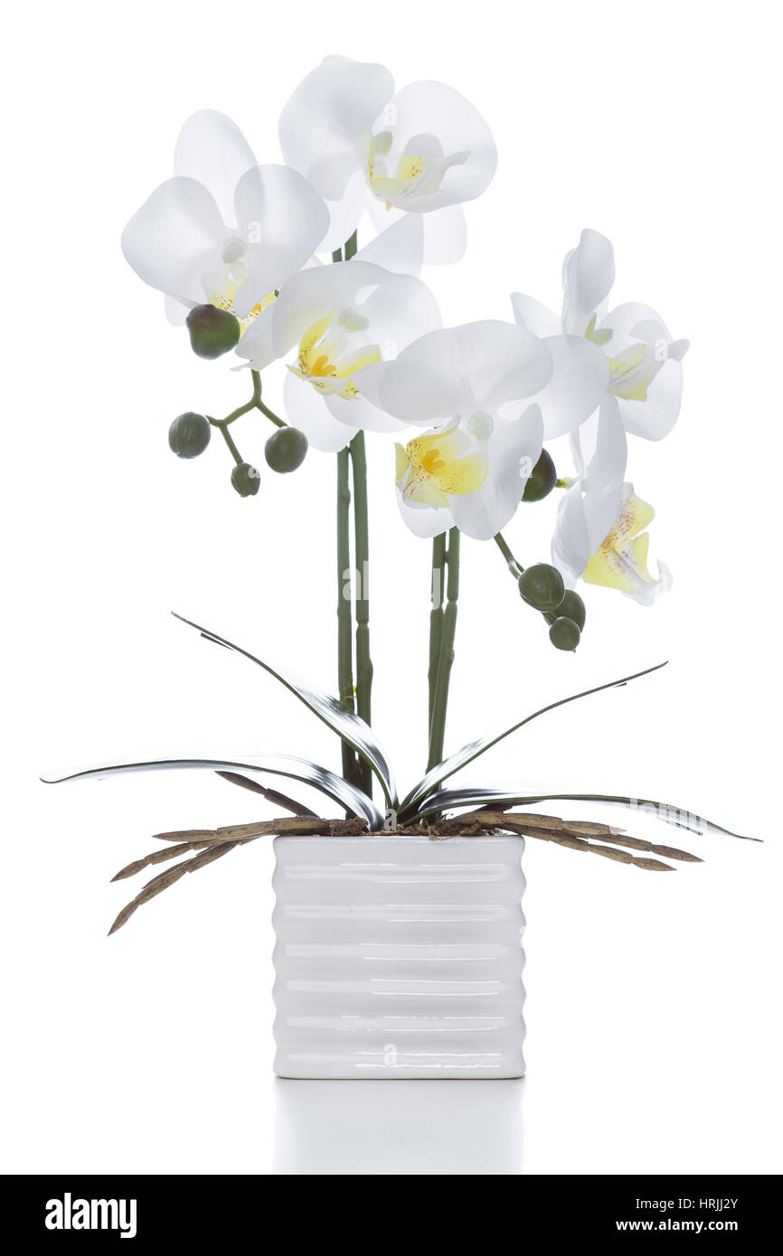 Flor de orquídea blanca de plástico en el recipiente aislado contra el  fondo blanco Fotografía de stock - Alamy