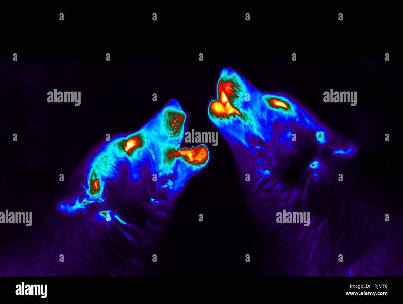 Lobos aullando, sarna, investigación Thermogram Foto de stock