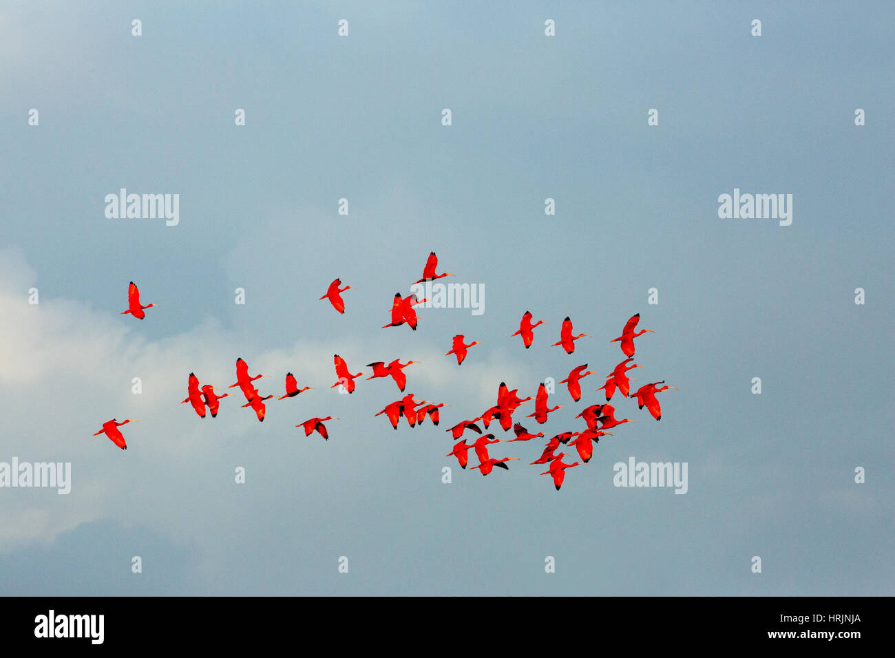 Ibis Escarlata (Eudocimus ruber). Foto de stock