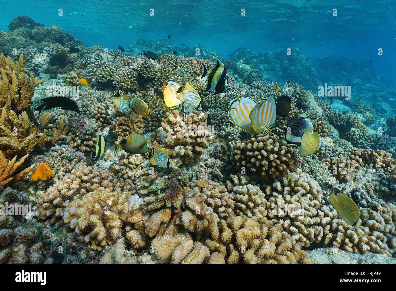 Mar tropical submarina con coloridos peces en un arrecife de coral, escenario natural, laguna de Rangiroa, Tuamotu, Océano Pacífico, en la Polinesia Francesa Foto de stock