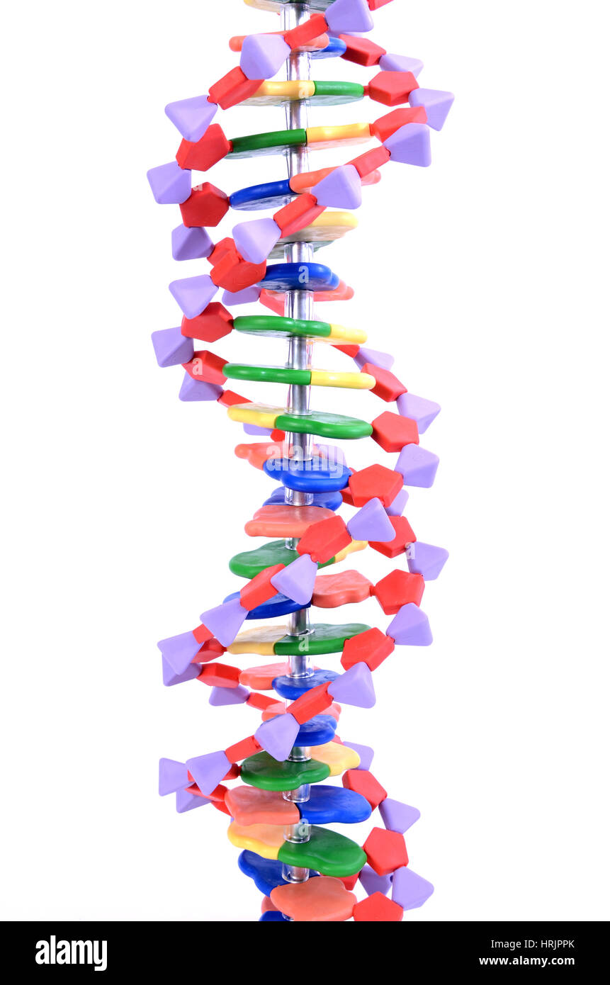 Modelo molecular de ADN de doble hélice Fotografía de stock - Alamy