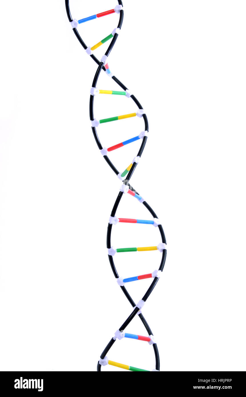 Modelo de doble hélice del ADN Fotografía de stock - Alamy