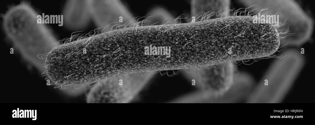 DrugResistant bacterias Shigella, modelo 3D Fotografía de stock Alamy