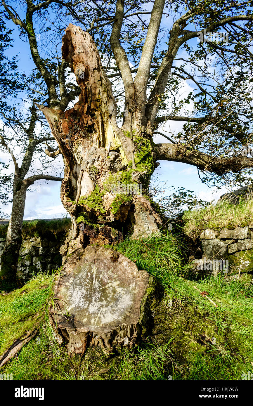 Los restos de un viejo árbol con tronco de árbol que muestra los anillos dando indicación de edad junto a la antigua muralla drystone. Foto de stock
