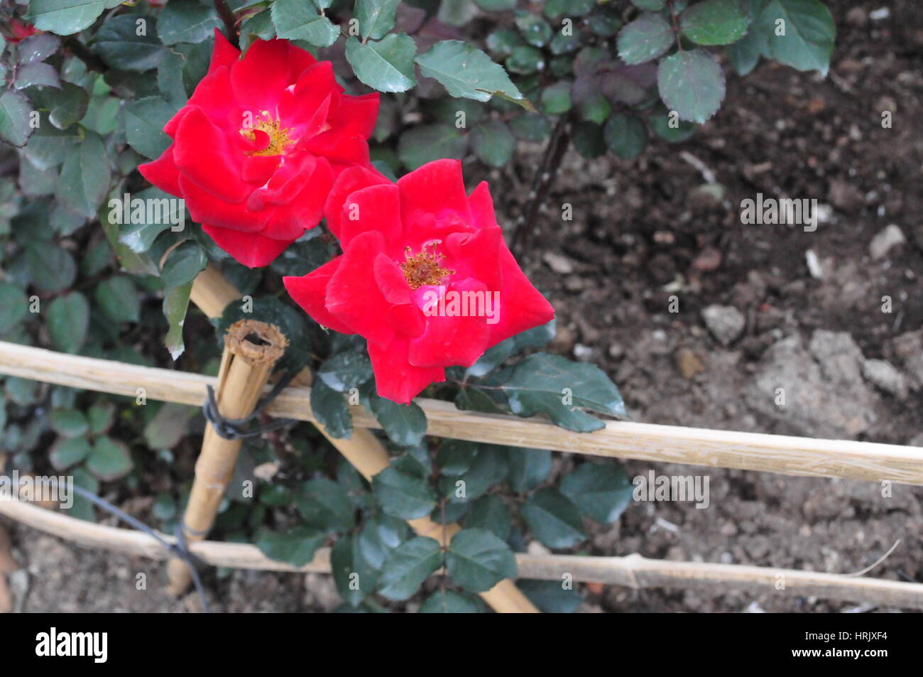 Asian rosas que crecen a lo largo de una valla Foto de stock
