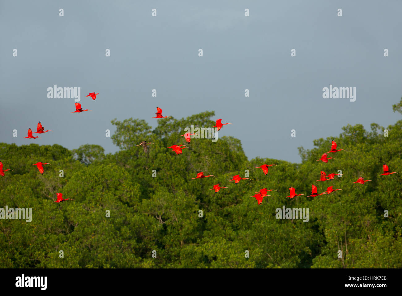 Ibis Escarlata (Eudocimus ruber). Foto de stock