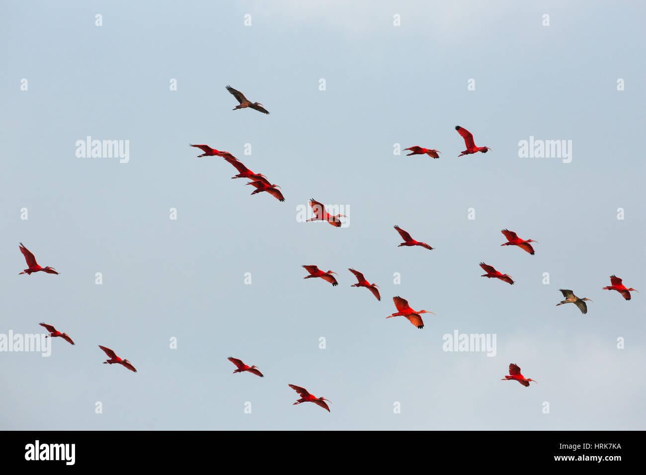 Ibis Escarlata (Eudocimus ruber). Foto de stock