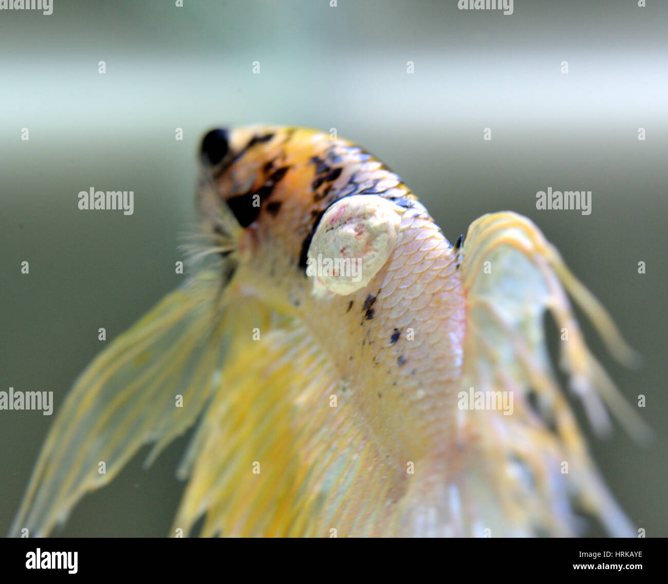 Macho betta splendens con coliflor enfermedad (lymphocystis) tumor Foto de stock