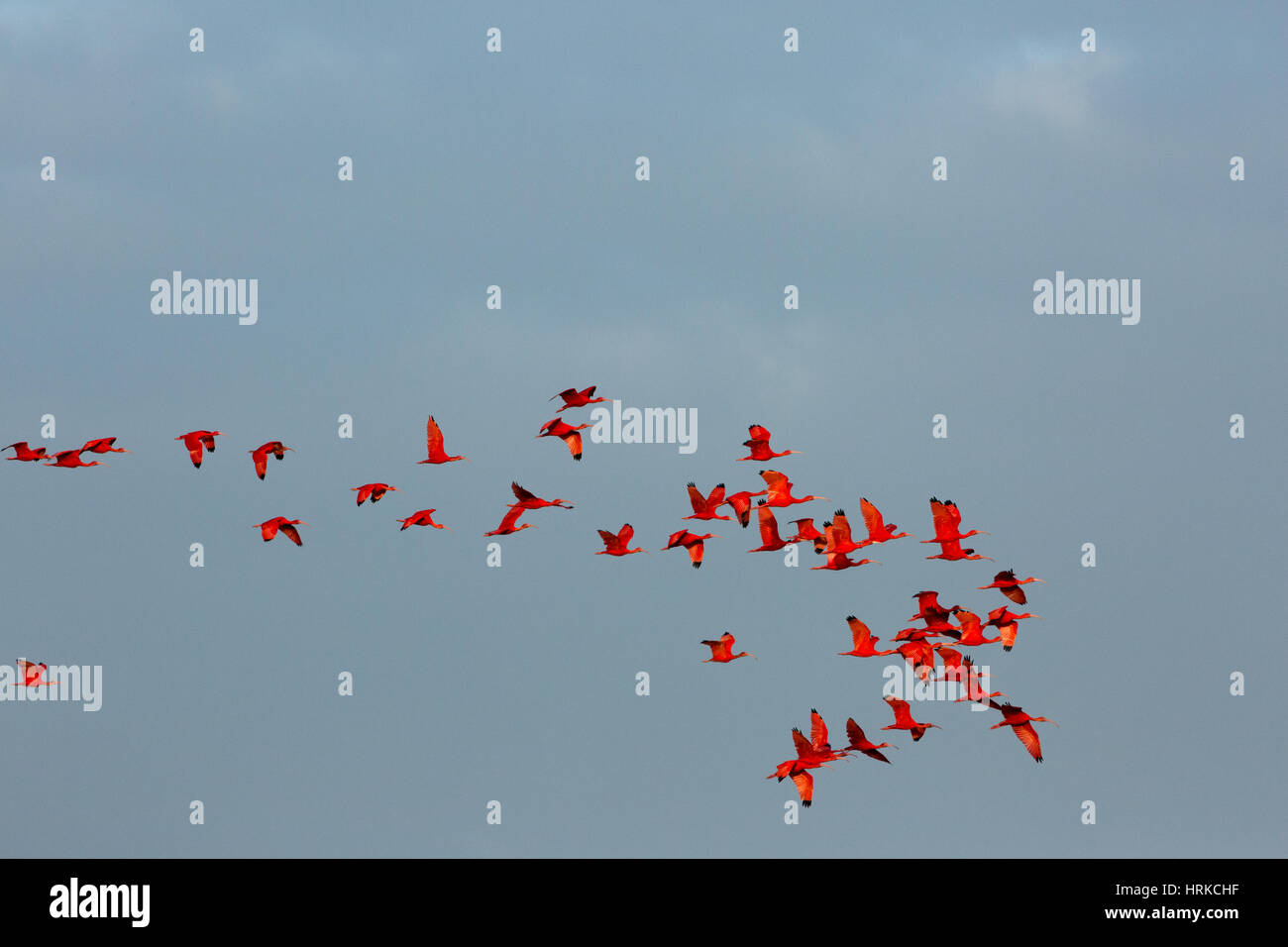 Ibis Escarlata (Eudocimus ruber). Foto de stock