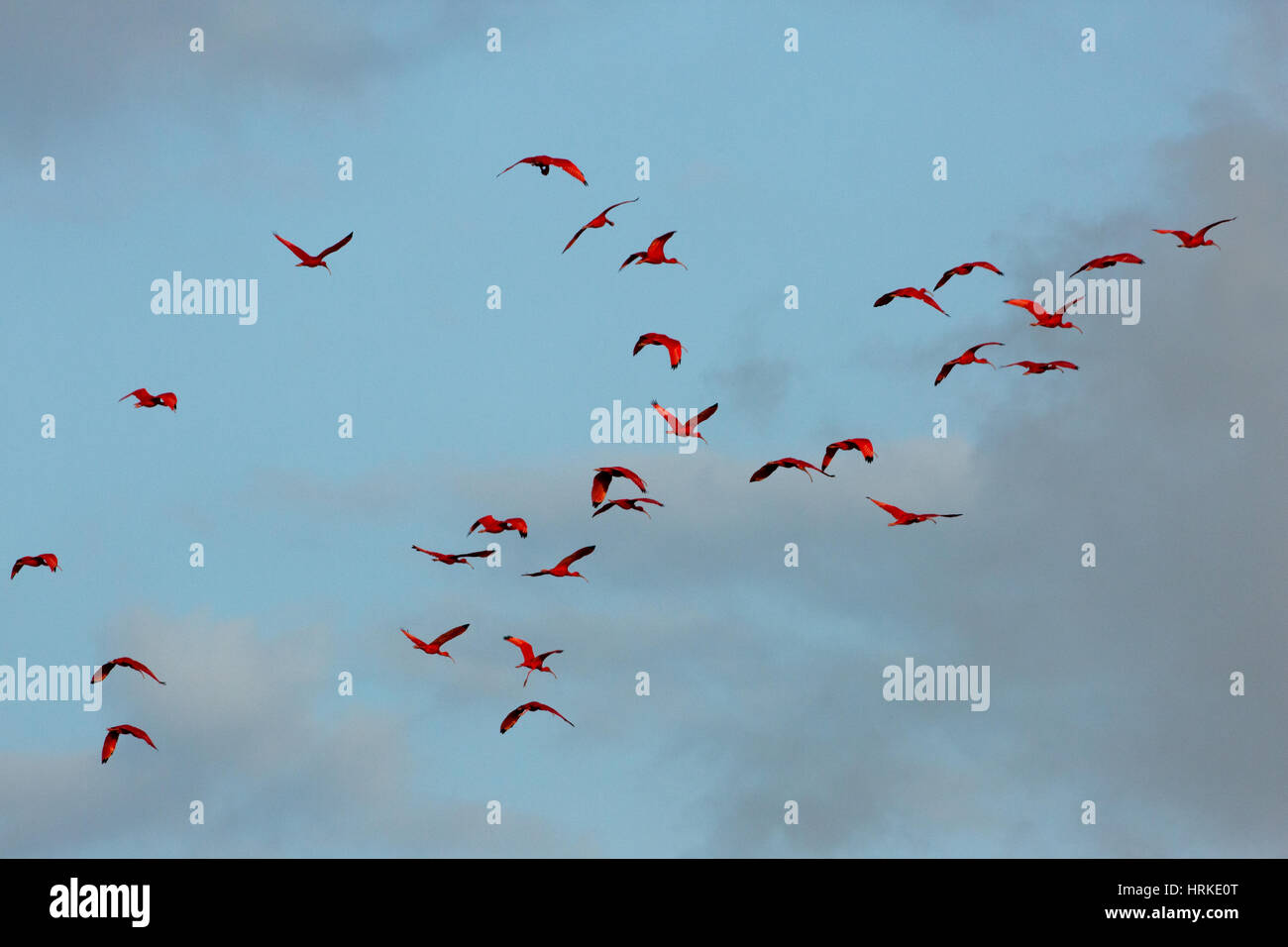 Ibis Escarlata (Eudocimus ruber). Foto de stock