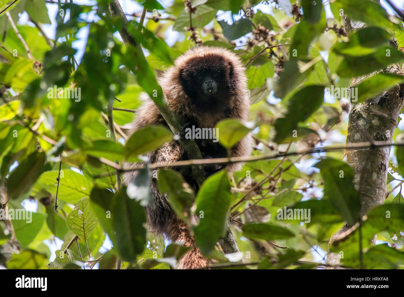 Masked mono tití (Callicebus personatus), fotografiado en Santa María de Jetibá, Espírito Santo, Brasil. Bioma del bosque atlántico. Animal salvaje. Foto de stock