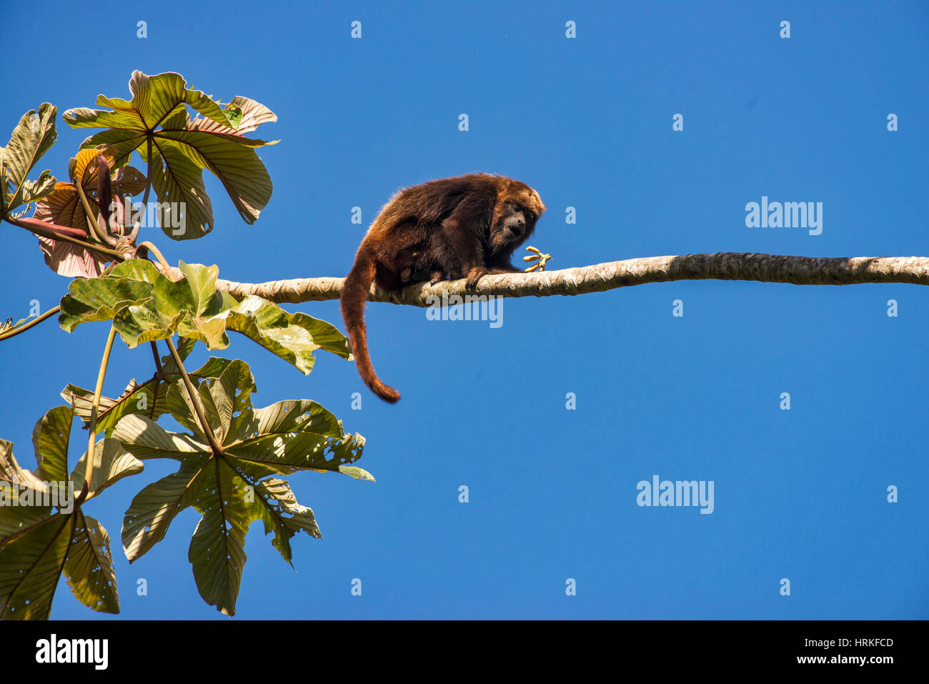 Mono aullador pardo (Alouatta guariba), fotografiado en Santa María de Jetibá, Espírito Santo, Brasil. Bioma del bosque atlántico. Animal salvaje. Foto de stock
