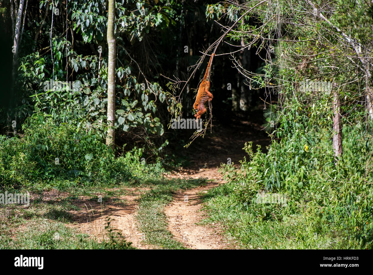 Mono aullador pardo (Alouatta guariba), fotografiado en Santa María de Jetibá, Espírito Santo, Brasil. Bioma del bosque atlántico. Animal salvaje. Foto de stock