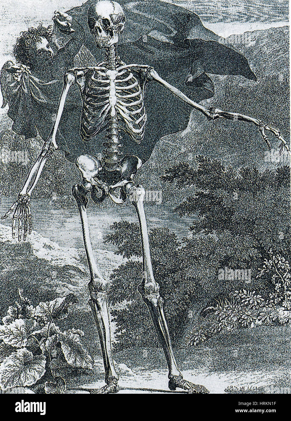 Grabado de tratado anatómico Foto de stock