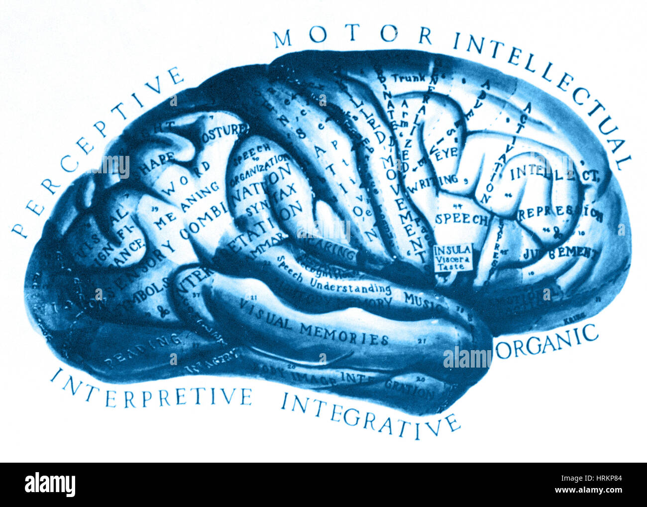 Dibujo histórico de cerebro Foto de stock