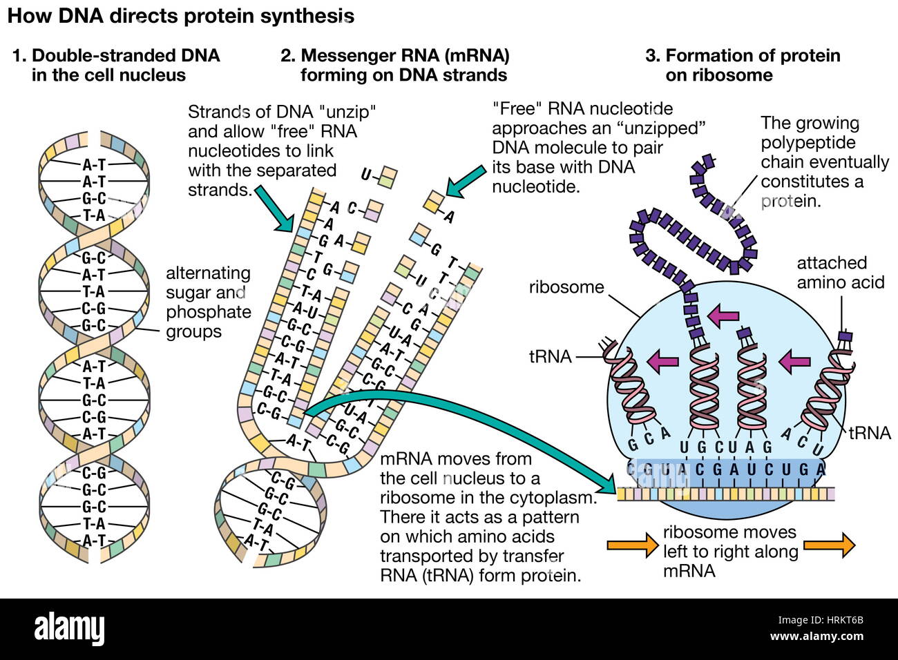 Cómo el ADN dirige la síntesis proteica de la genética. Foto de stock