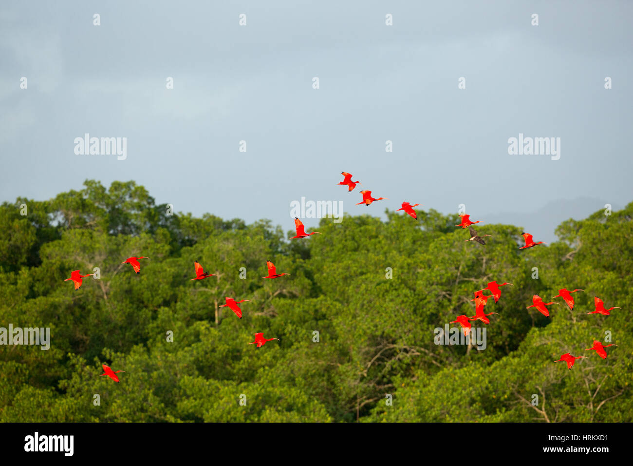 Ibis Escarlata (Eudocimus ruber). Foto de stock