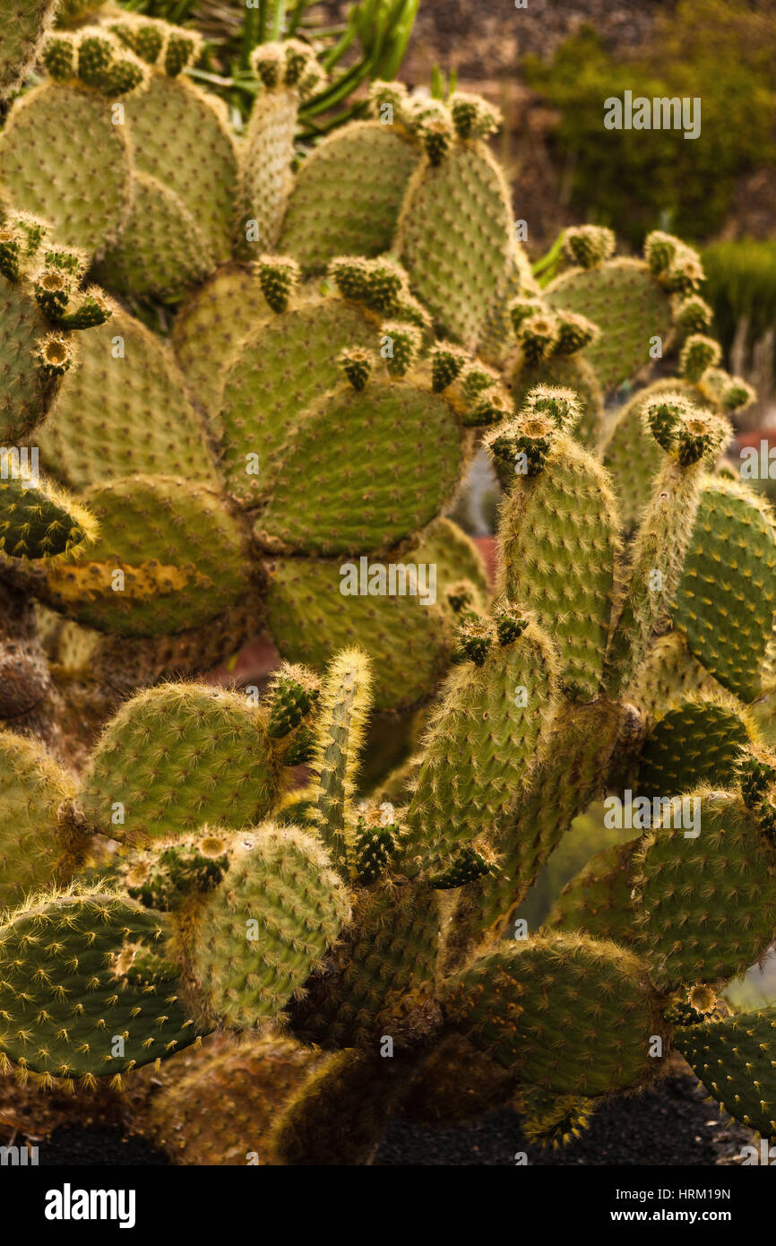 Cactus en un hermoso jardín de cactus. Lanzarote, Islas Canarias, España Foto de stock