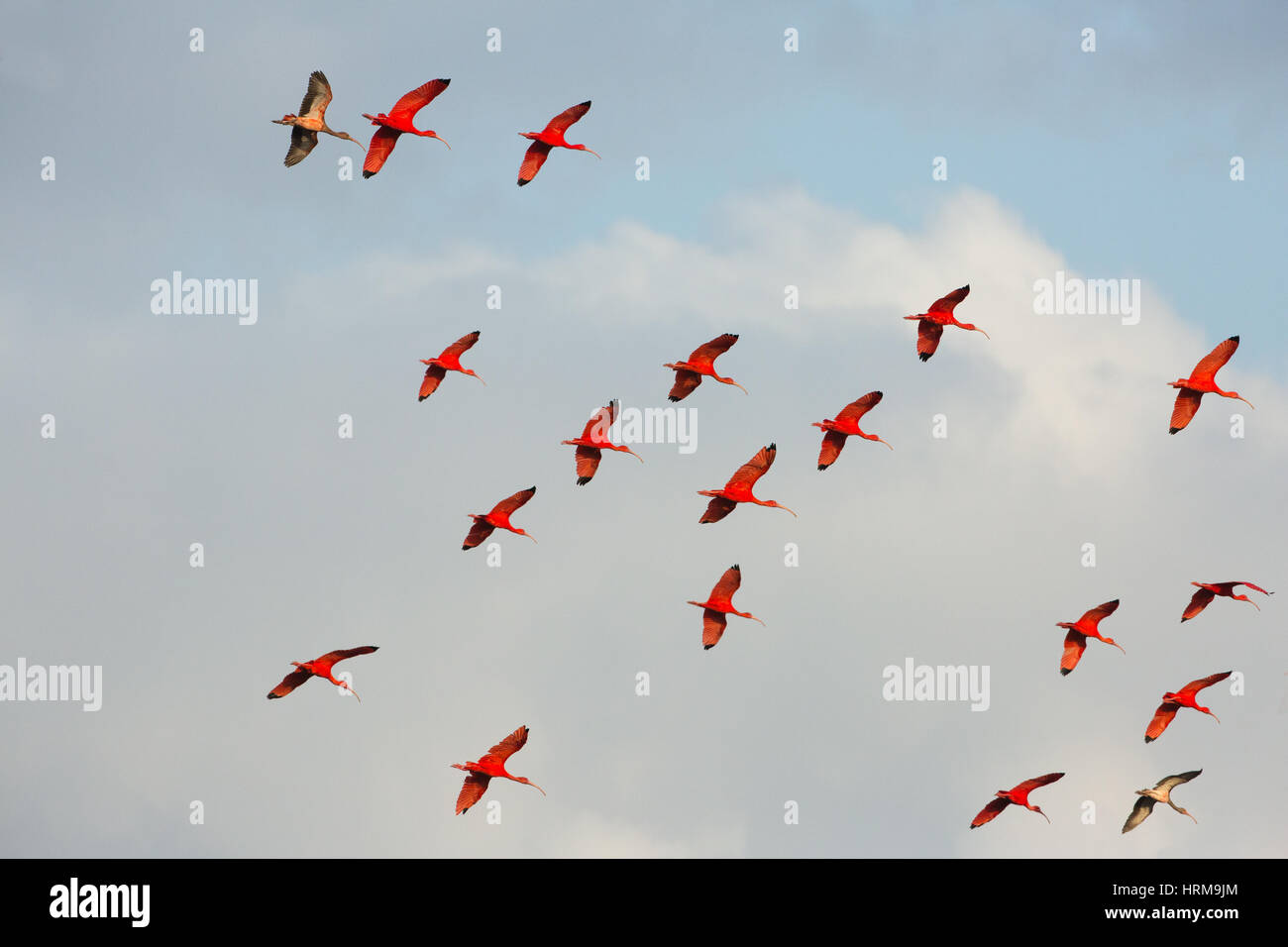 Ibis Escarlata (Eudocimus ruber). Foto de stock