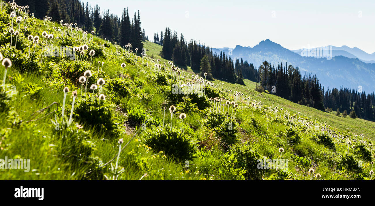 Western Pasque flores que salpican las laderas herbosas cerca del amanecer Lodge, Parque Nacional Monte Rainier, Washington, EE.UU. Foto de stock