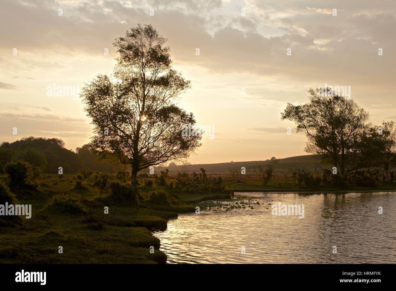 Paisaje nuevo bosque fotografías e imágenes de alta resolución Alamy